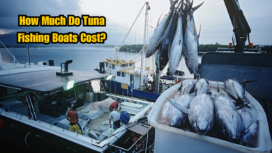 How Much Do Tuna Fishing Boats Cost?