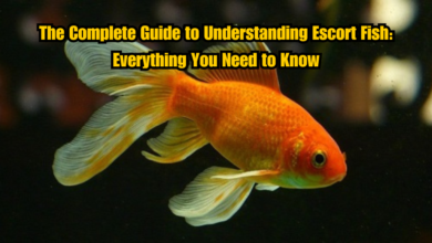 The Complete Guide to Understanding Escort Fish: Everything You Need to Know