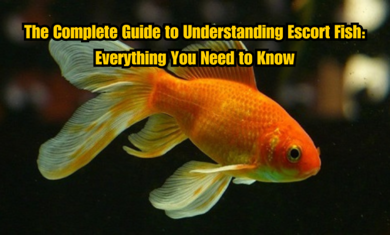 The Complete Guide to Understanding Escort Fish: Everything You Need to Know