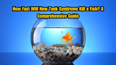 How Fast Will New Tank Syndrome Kill a Fish? A Comprehensive Guide