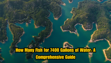 How Many Fish for 7400 Gallons of Water: A Comprehensive Guide